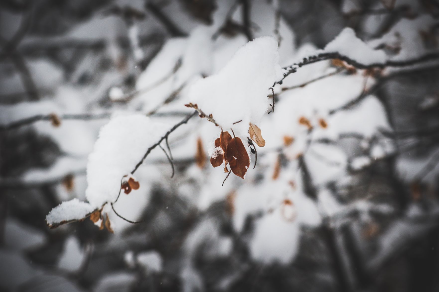 PHOTOS: November Snow, photos from Star-Herald staff and readers